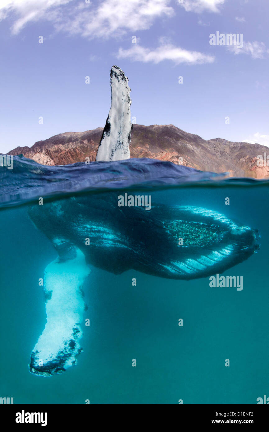 Baleine à bosse (Megaptera novaeangliae), Khuriya Muriya, Oman, l'Océan Indien, la moitié underwater Banque D'Images