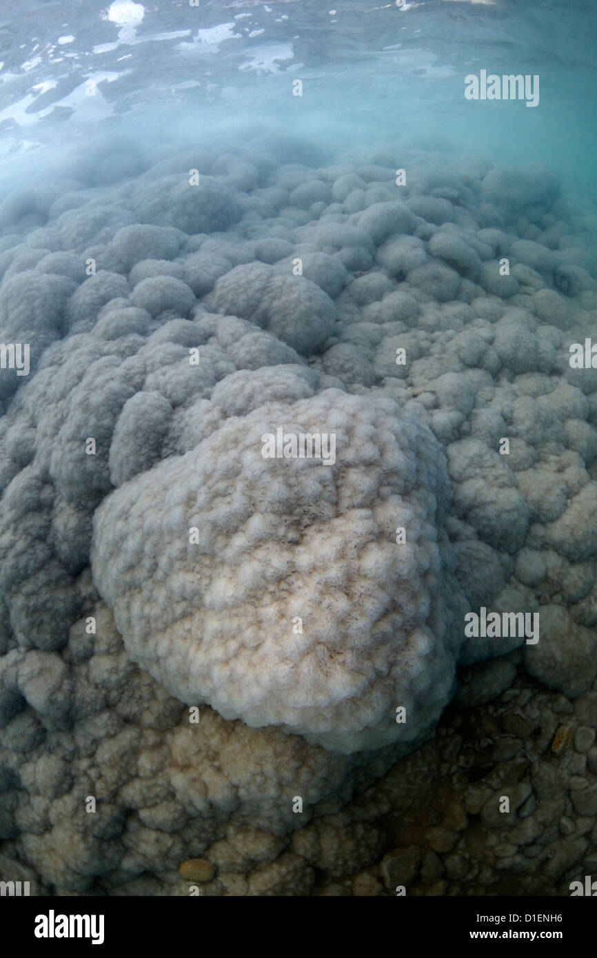 Formations de cristaux de sel dans la mer Morte, Israël Banque D'Images