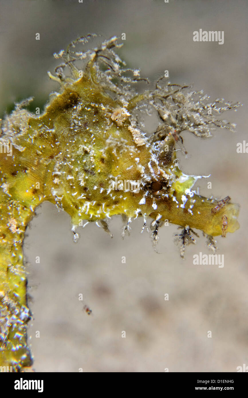 Long-snouted" (Hippocampus guttulatus) manger peu de crabes, Gozo, Mer Méditerranée, Malte, underwater Banque D'Images