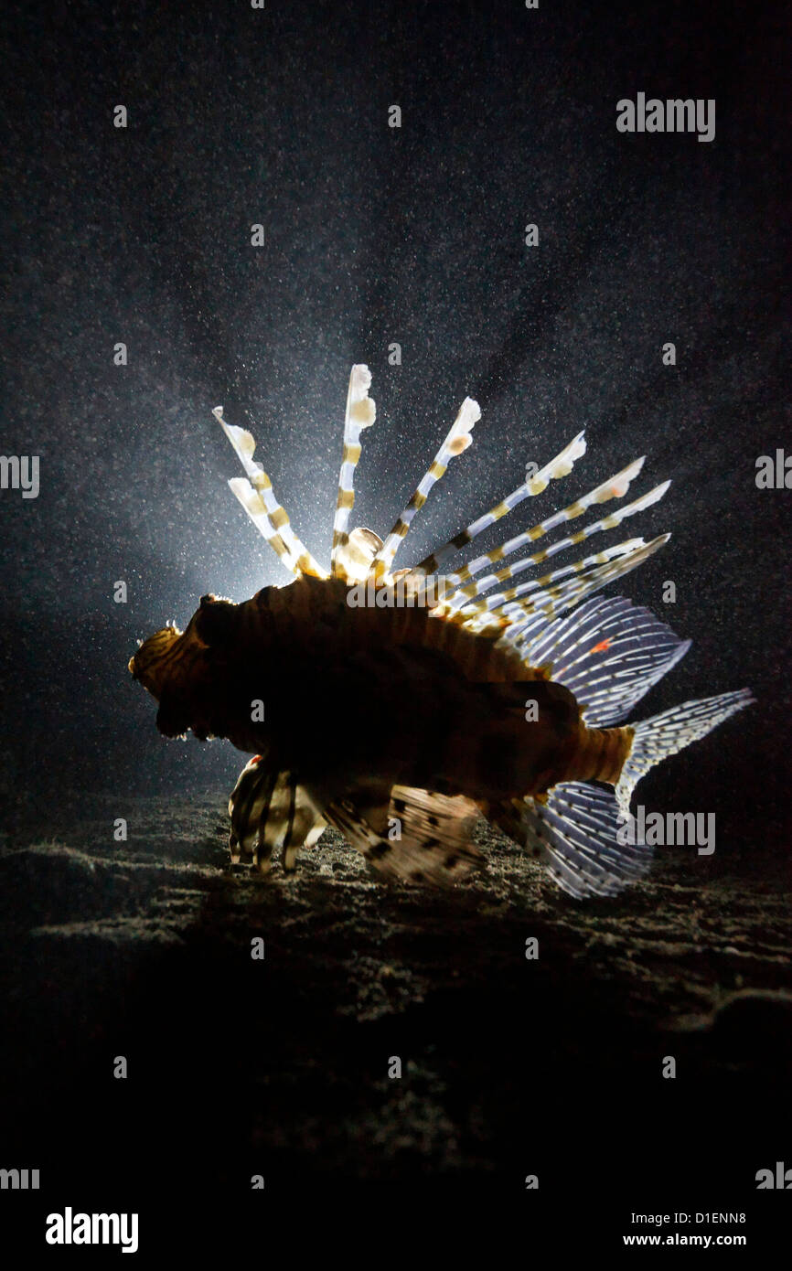 Poisson-papillon rouge (Pterois volitans), Eilat, Israël, Mer Rouge, underwater Banque D'Images