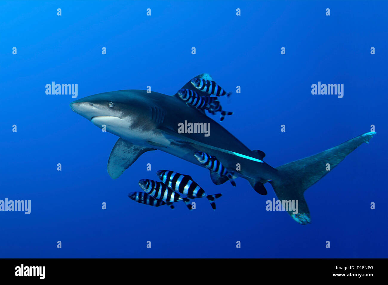 Requin océanique (Carcharhinus longimanus) Poisson Pilote (Naucrates ductor) Brother Islands Égypte Mer Rouge underwater Banque D'Images