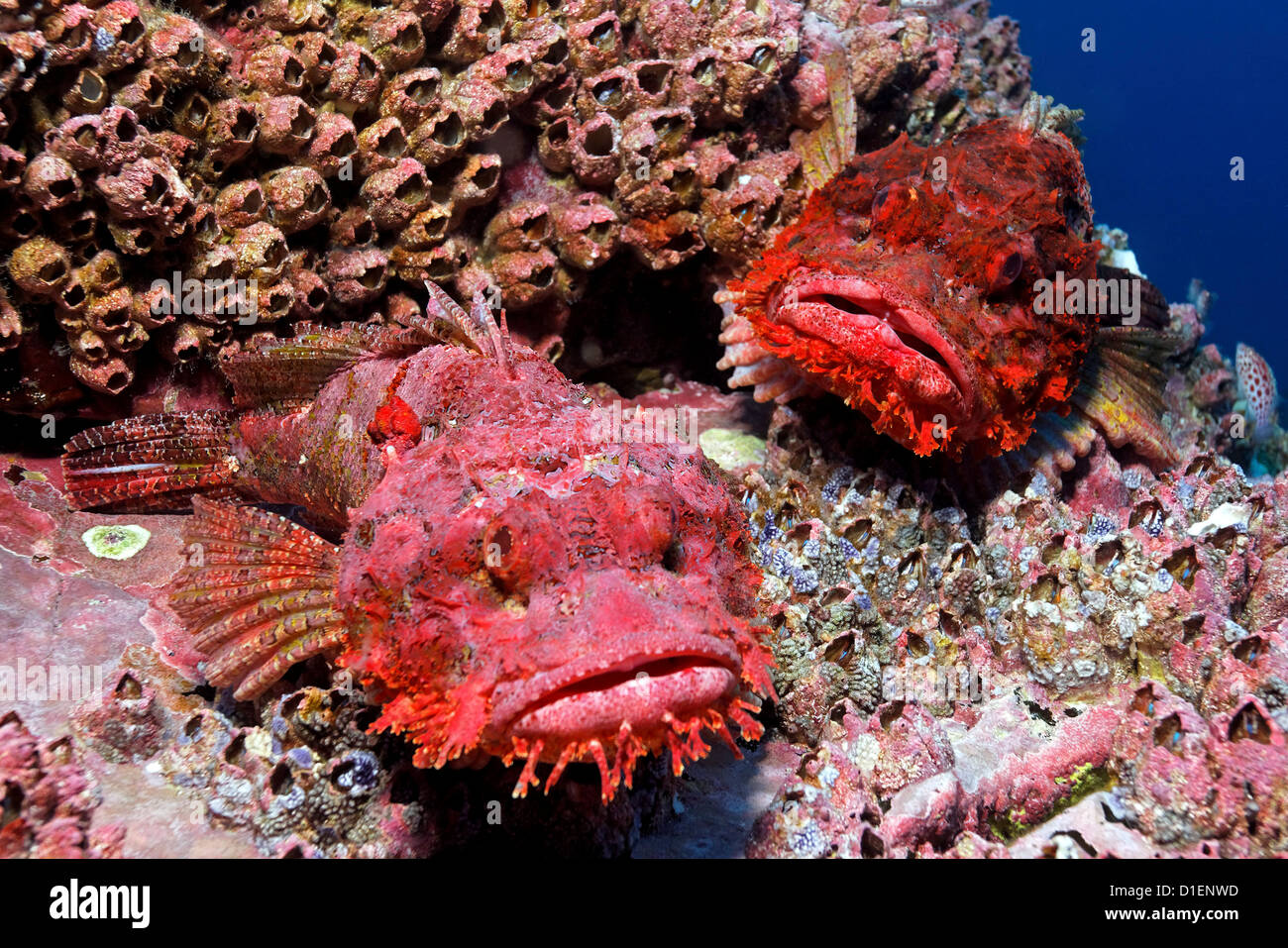 Deux points du Pacifique Scorpionfish (Scorpaena mystes), l'île de Malpelo, en Colombie, l'océan Pacifique, underwater Banque D'Images