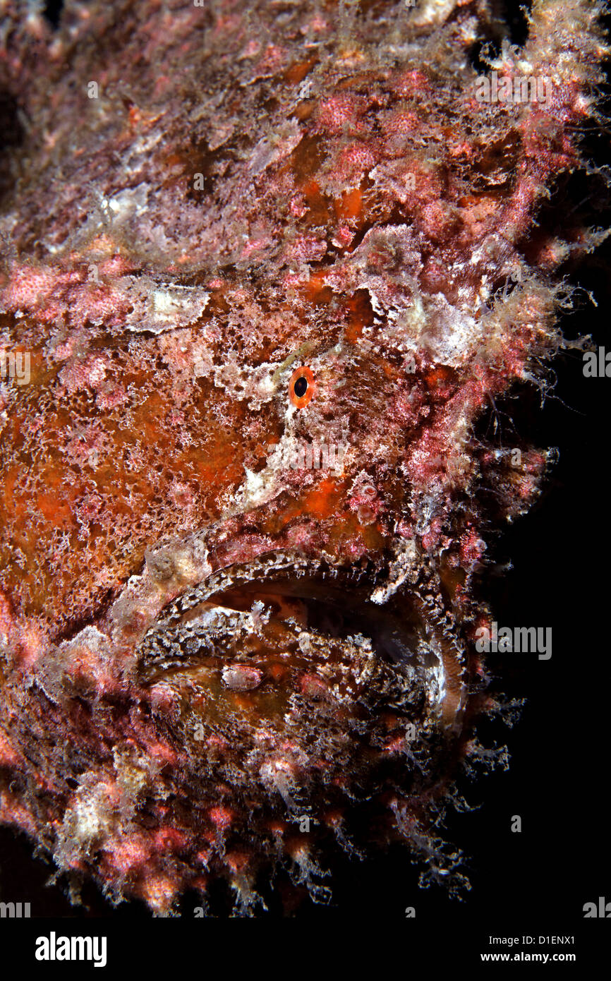 Poisson grenouille de Commerson (Antennarius commersoni), Eilat, Israël, Mer Rouge, underwater Banque D'Images