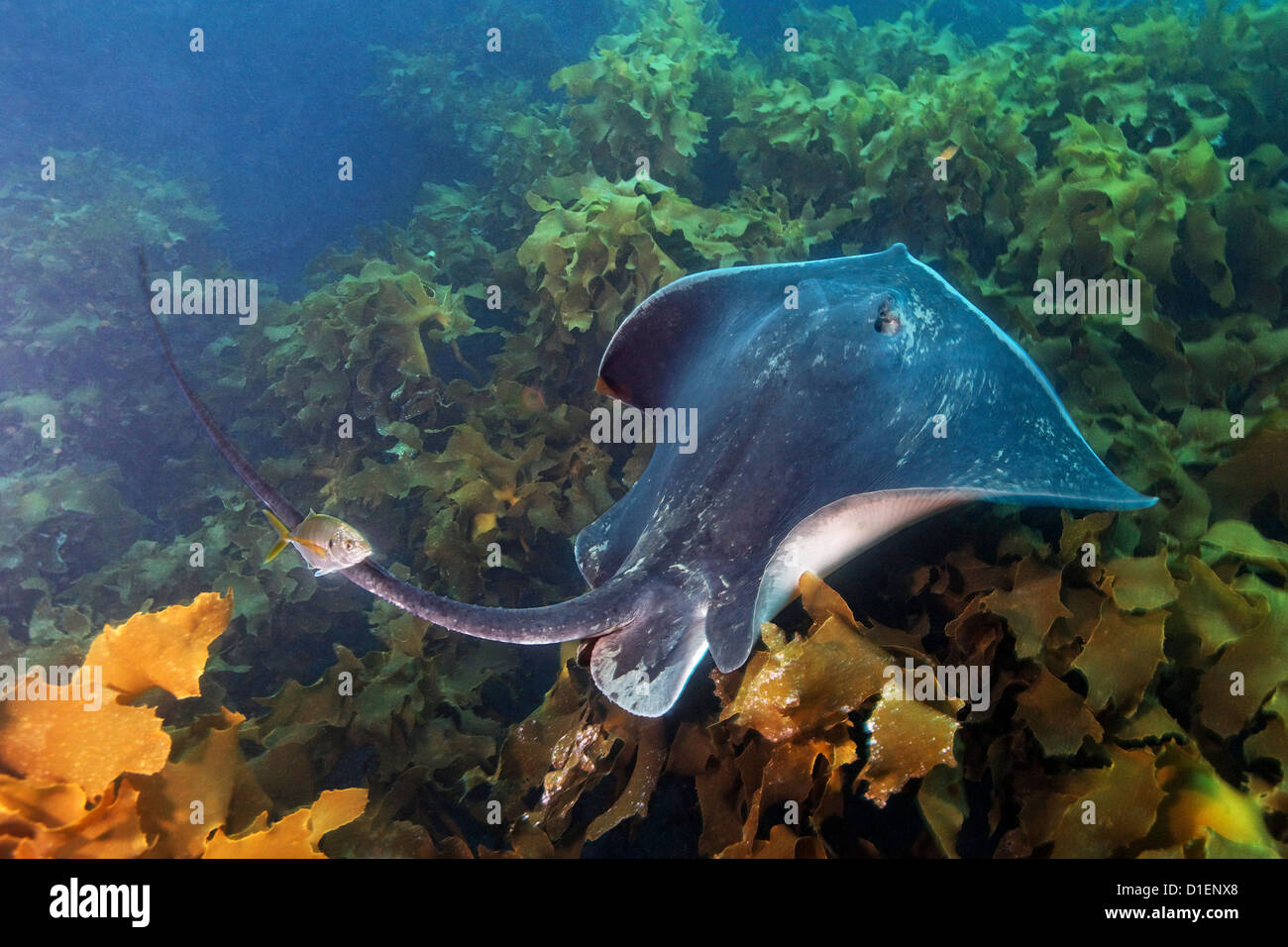 Courte-queue Stingray Dasyatis brevicaudata sur forêt d'algues, île du Nord, Nouvelle-Zélande, l'océan Pacifique, underwater Banque D'Images
