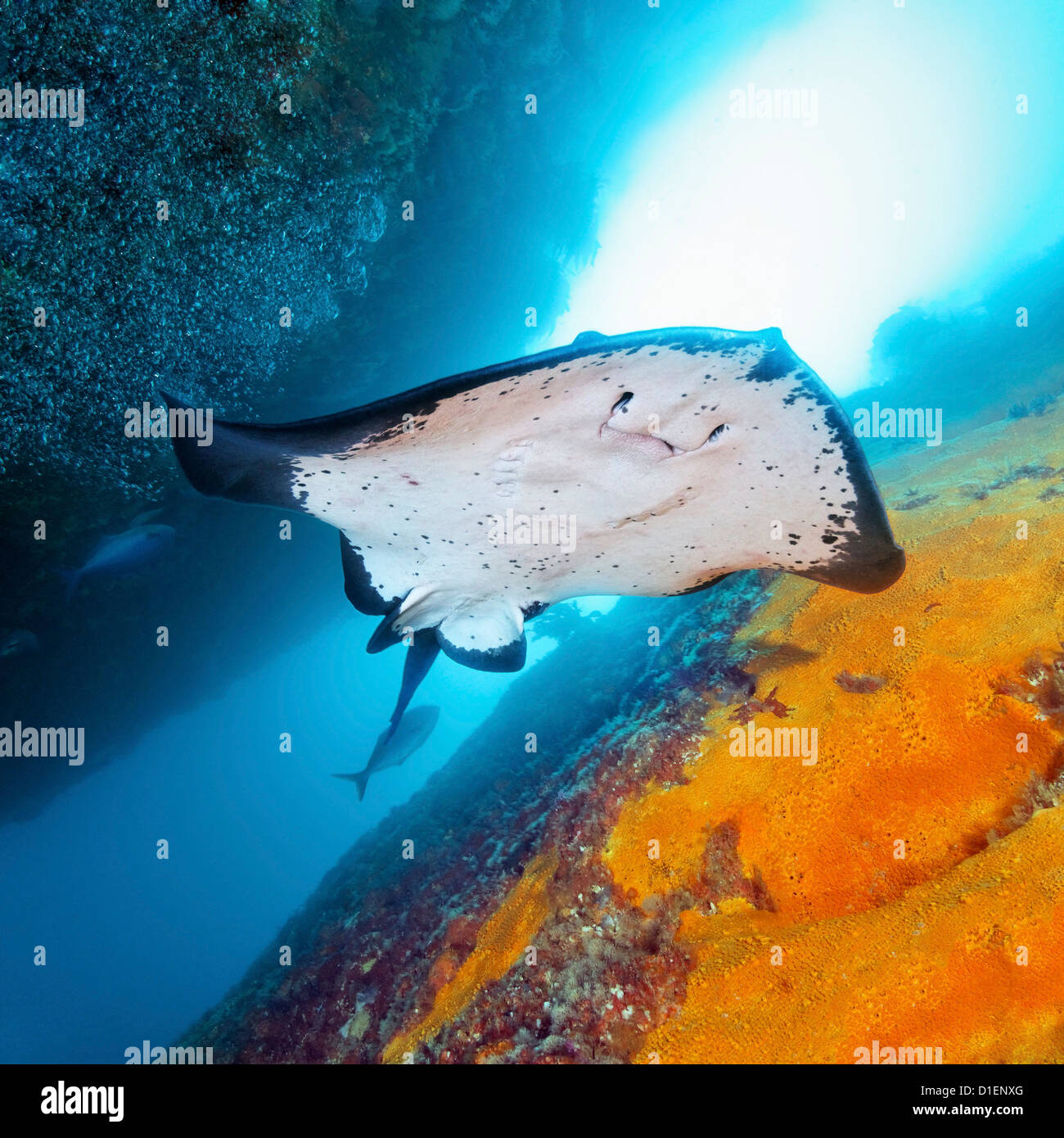 Courte-queue Stingray Dasyatis brevicaudata, île du Nord, Nouvelle-Zélande, l'océan Pacifique, underwater Banque D'Images