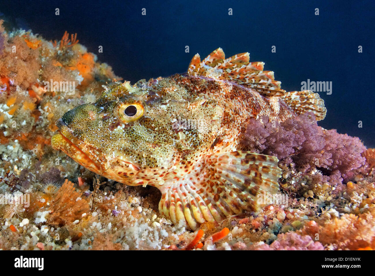 Scorpionfish rouge de l'Est (Scorpaena cardinalis) camouflé d'éponges de l'Île du Nord Nouvelle-zélande Océan Pacifique underwater Banque D'Images