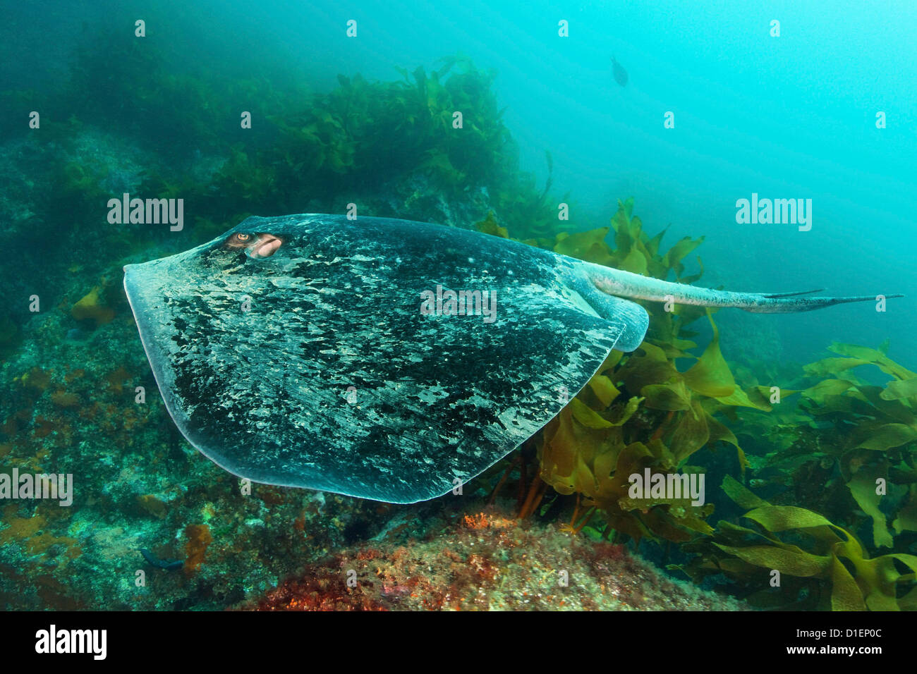 Courte-queue Stingray Dasyatis brevicaudata sur forêt d'algues, île du Nord, Nouvelle-Zélande, l'océan Pacifique, underwater Banque D'Images