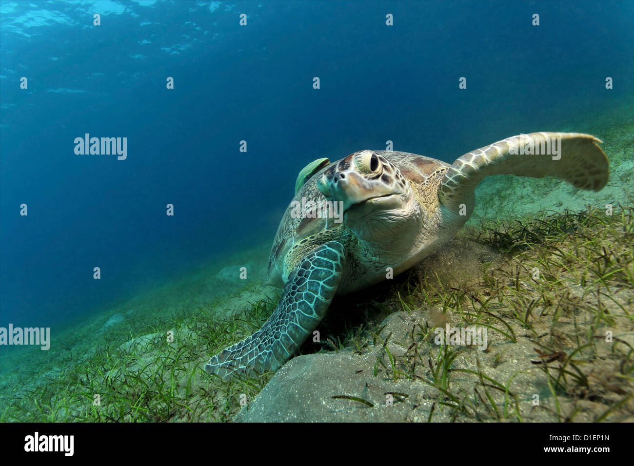Tortue de mer loggerhead (Caretta caretta) avec un live (Echeneis naucrates sharksucker), Red Sea, Egypt, underwater Banque D'Images