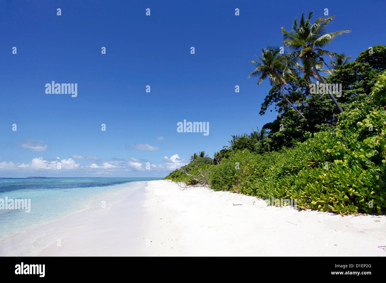 Palmier plage sur une île dans l'atoll de Baa, Maldives l Banque D'Images