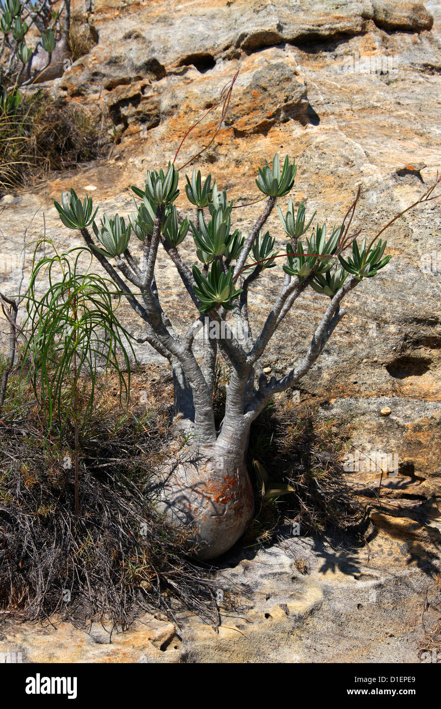 Pied d'éléphant Plante, Pachypodium rosulatum var. gracilis, Apocynaceae. Ranohira, Parc National d'Isalo, Madagascar, Afrique. Banque D'Images