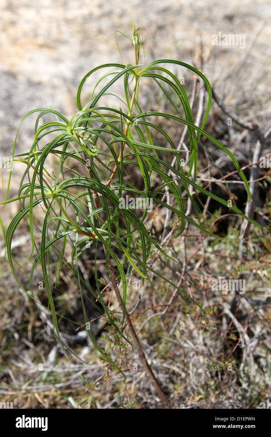 Faneranda Ischnolepis, tuberosa, Asclepiadoideae, Apocynaceae, Asclepiadaceae. Ranohira, Parc National d'Isalo, Madagascar, Afrique Banque D'Images