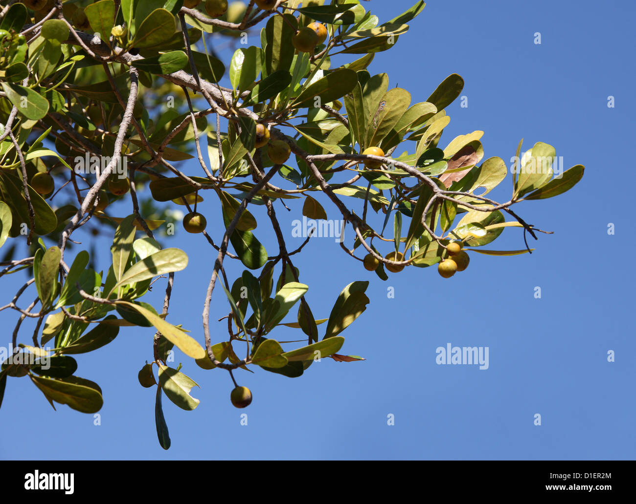 Uapaca bojeri, Tapia, Phyllanthaceae (Euphorbiaceae). Ranohira, Parc  National d'Isalo, Madagascar, Afrique Photo Stock - Alamy