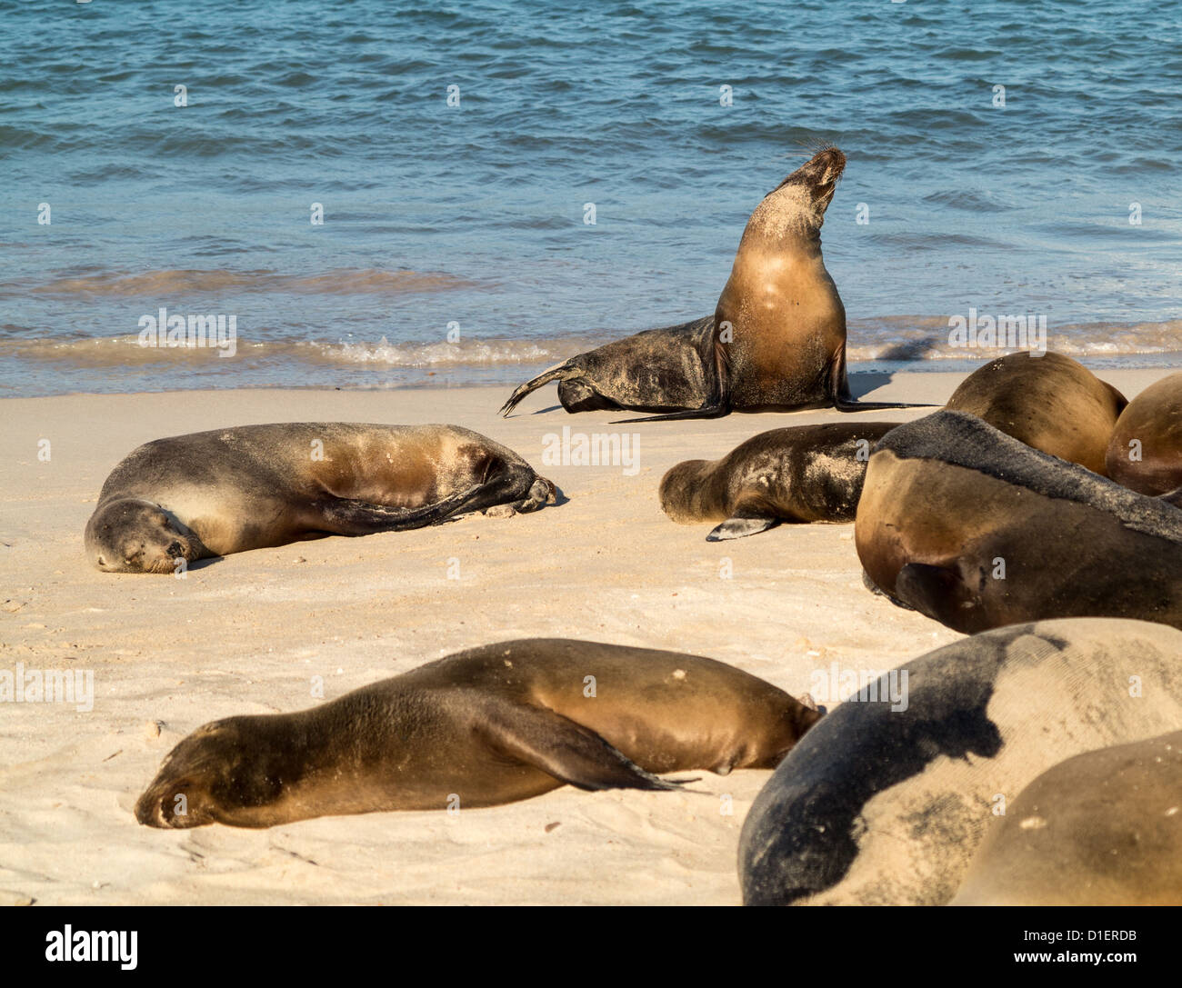 Les joints sur une plage dans les îles Galapagos en Équateur Banque D'Images