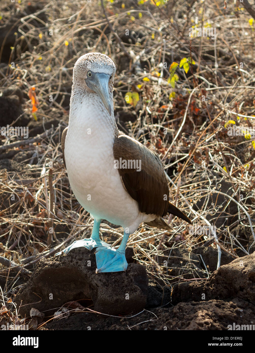 Pieds rouges bleu est célèbre pour les oiseaux qui vivent dans le parc national des Îles Galapagos en Équateur Banque D'Images