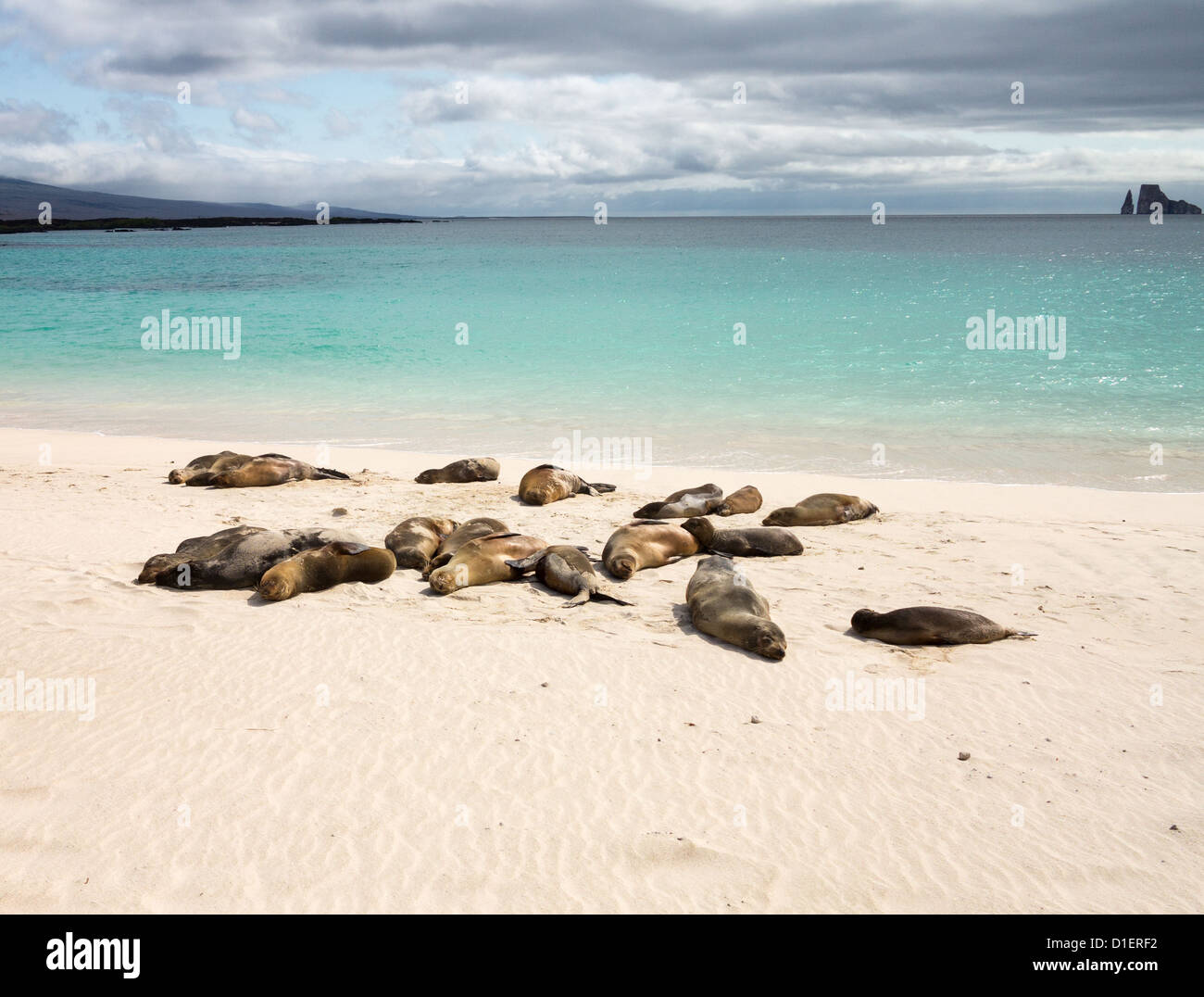 Le groupe des îles Galapagos (Arctocephalus galapagoensis) se situent sur une plage dans les îles Galapagos, Equateur Banque D'Images