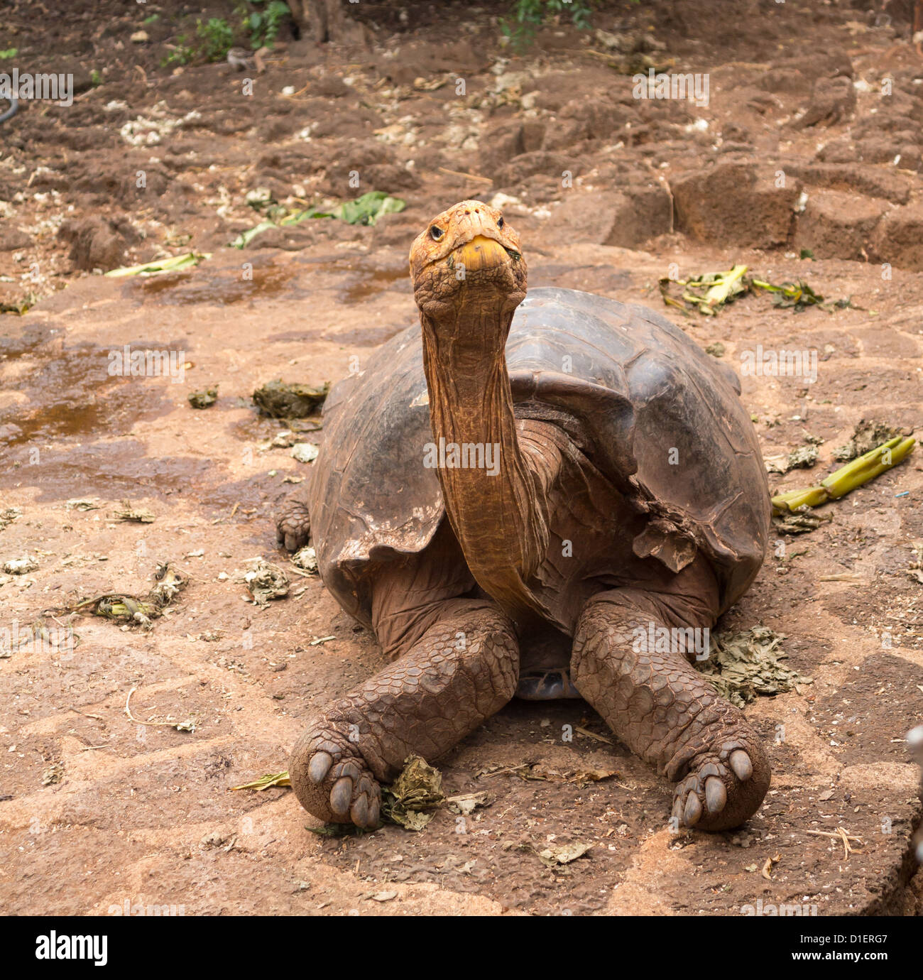 Grande tortue géante des Galapagos tortue ou uniques à Îles Galápagos Banque D'Images