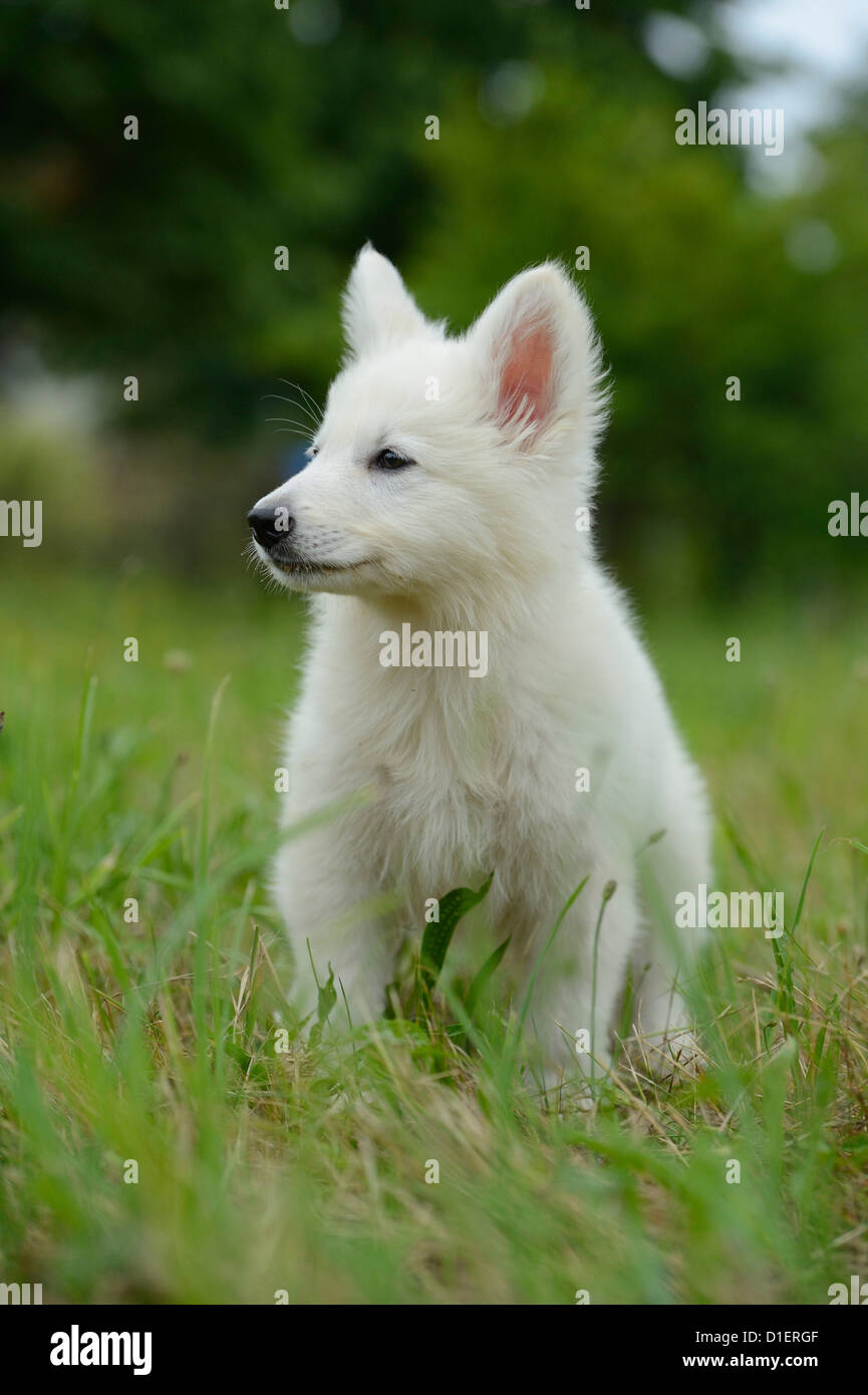 Chiot Chien Loup Blanc on meadow Photo Stock - Alamy
