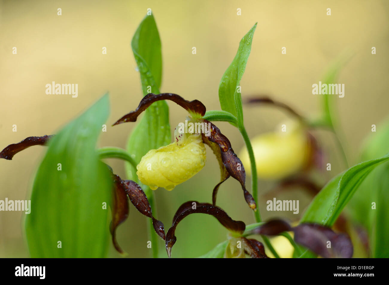 Lady's Slipper Orchid Cypripedium calceolus, close-up Banque D'Images