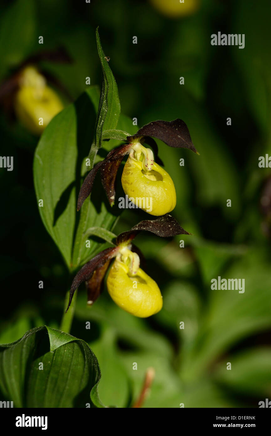 Lady's Slipper Orchid Cypripedium calceolus, close-up Banque D'Images