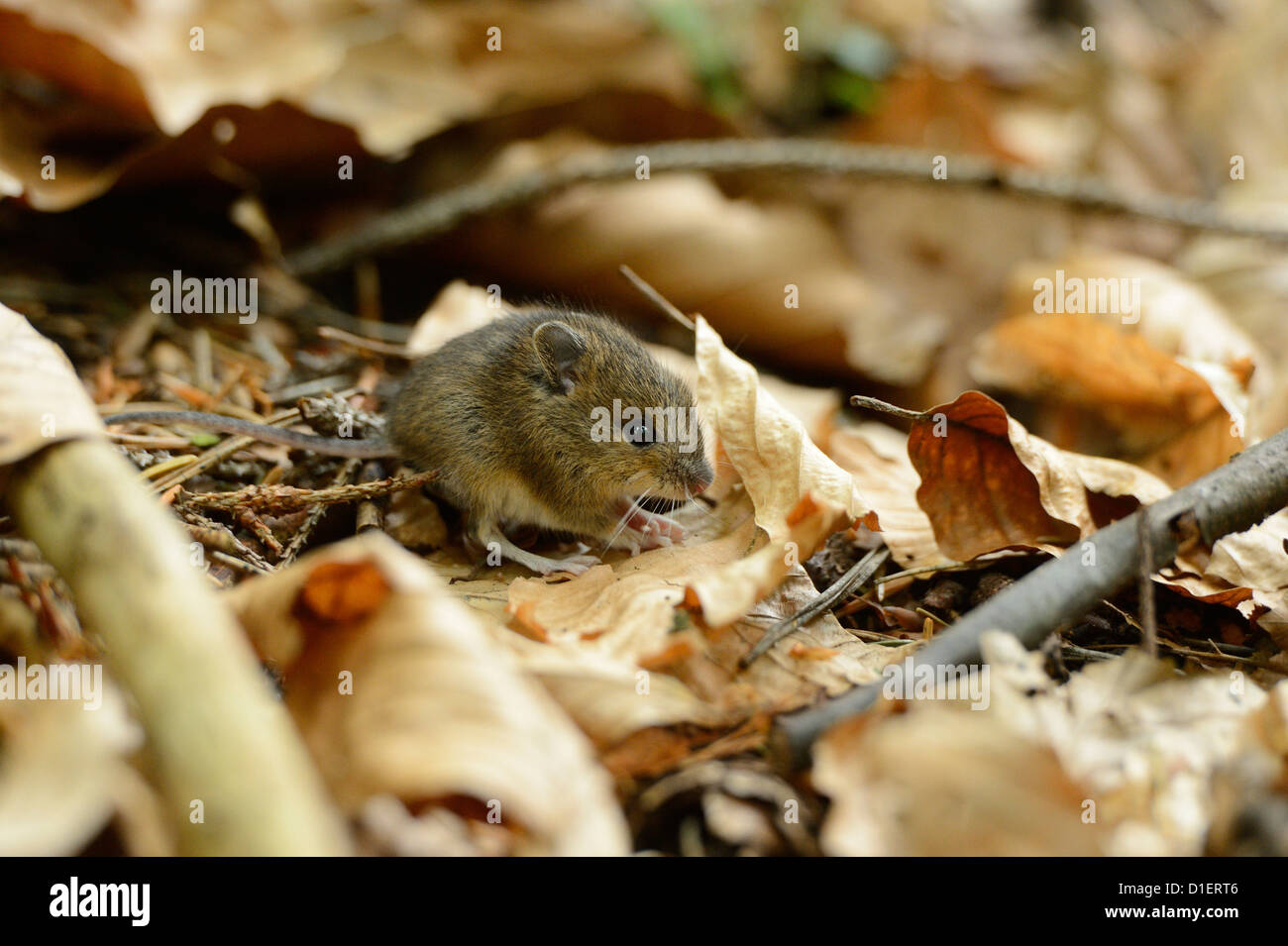 Les jeunes souris bois (Apodemus sylvaticus) sur les feuilles Banque D'Images