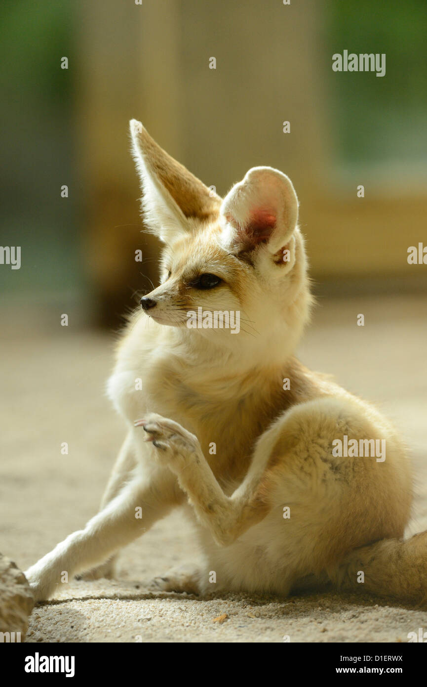 Fennec fox à Augsbourg Zoo, Bavière, Allemagne Banque D'Images