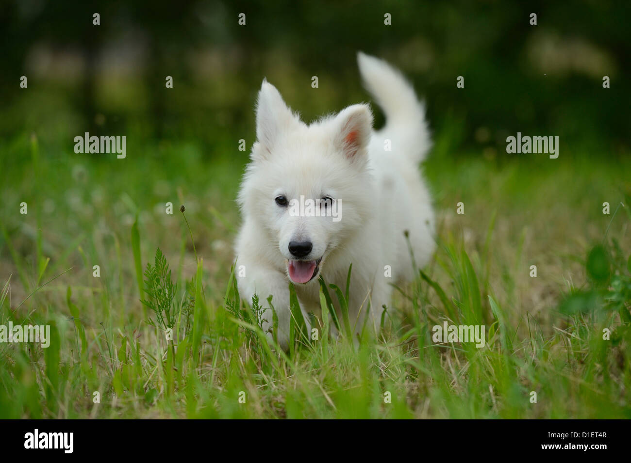 Chiot Chien Loup Blanc On Meadow Photo Stock Alamy