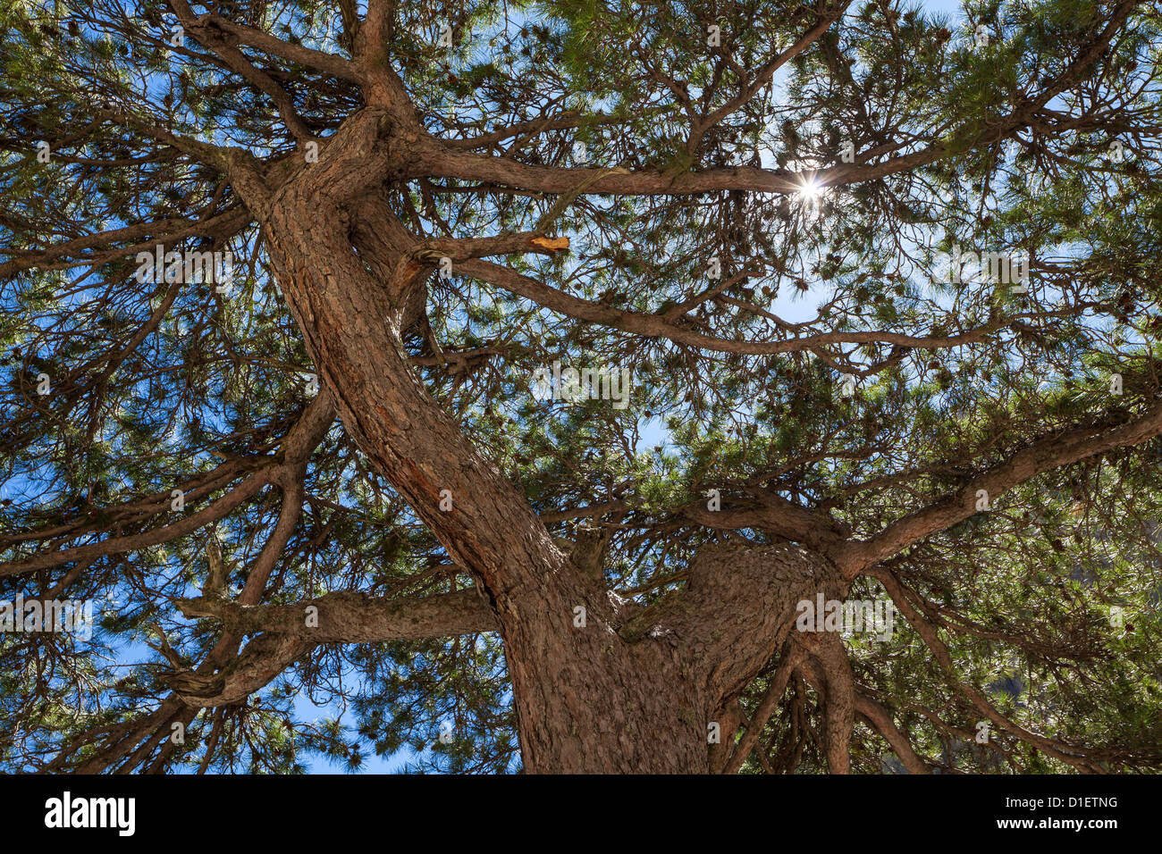Pine Tree dans la vallée de la Restonica, Corse, France Banque D'Images