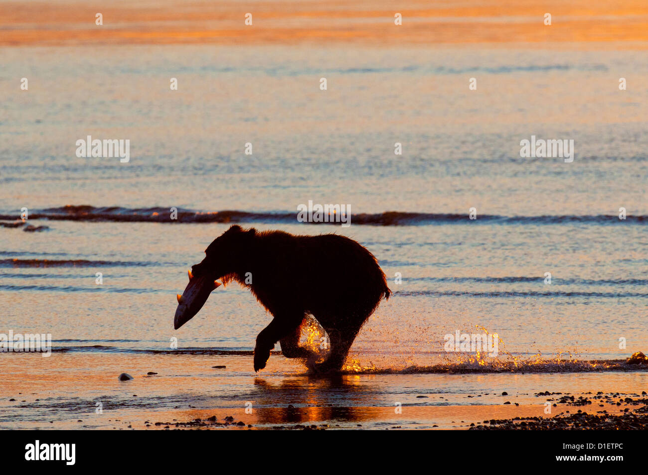 Ours brun fonctionnant avec du saumon au lever du soleil ; Lake Clark National Park, AK Banque D'Images