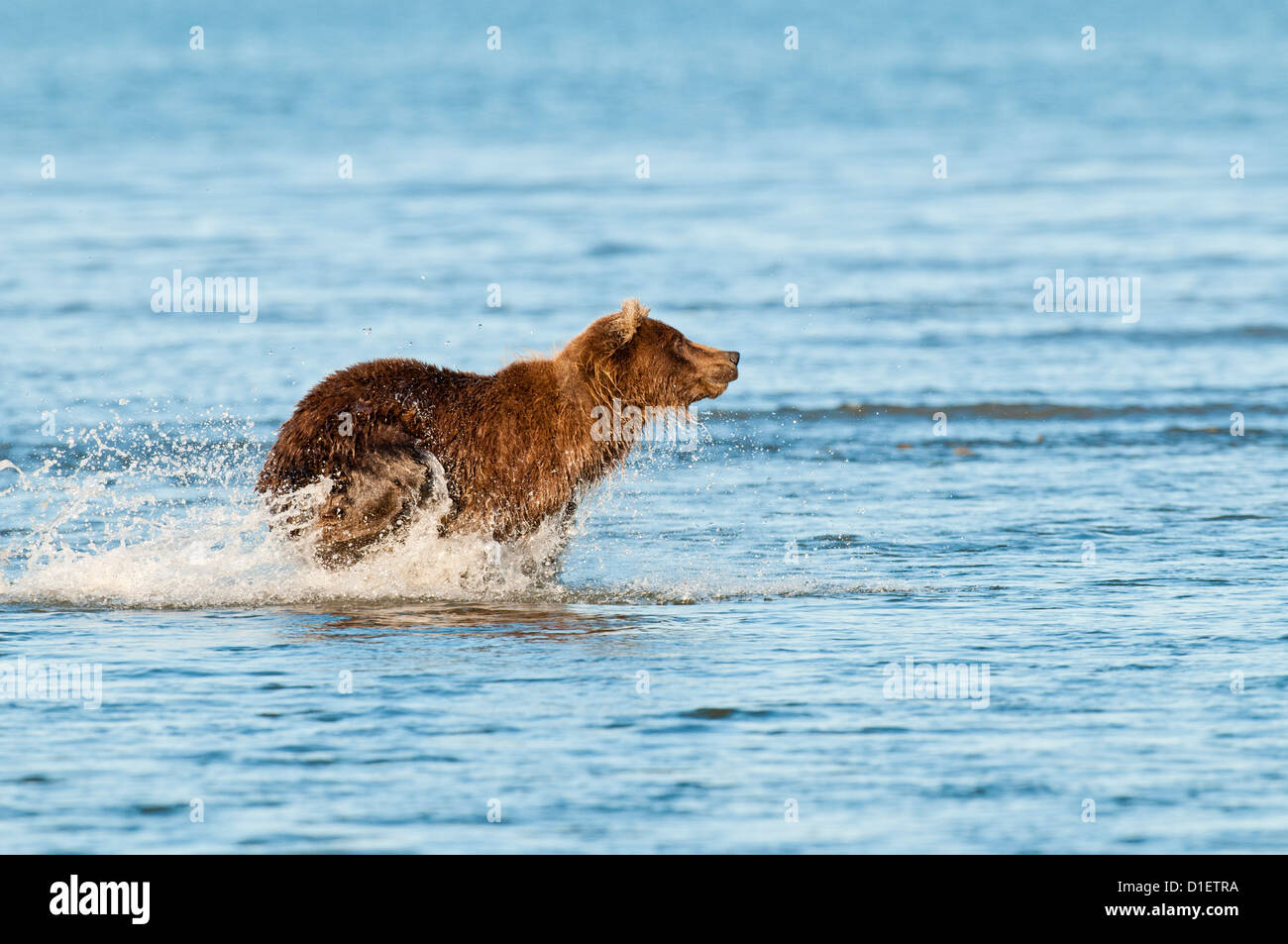 Ours brun chasing salmon ; Lake Clark National Park, AK Banque D'Images