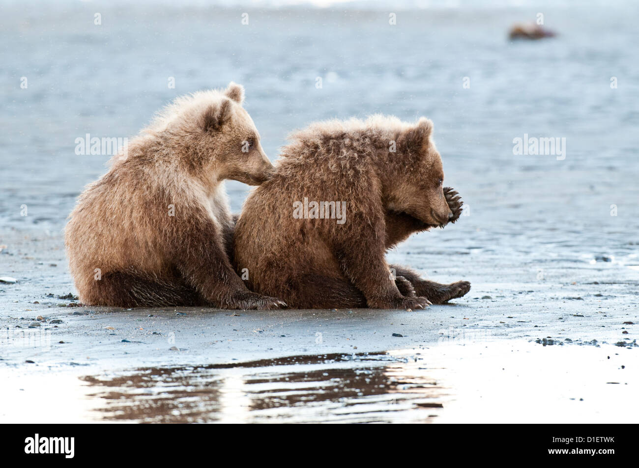 Brown bear cubs sur platin, Lake Clark National Park, AK Banque D'Images