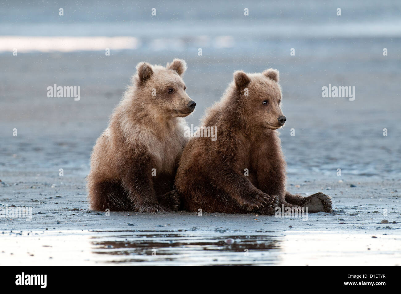 Brown bear cubs sur platin, Lake Clark National Park, AK Banque D'Images