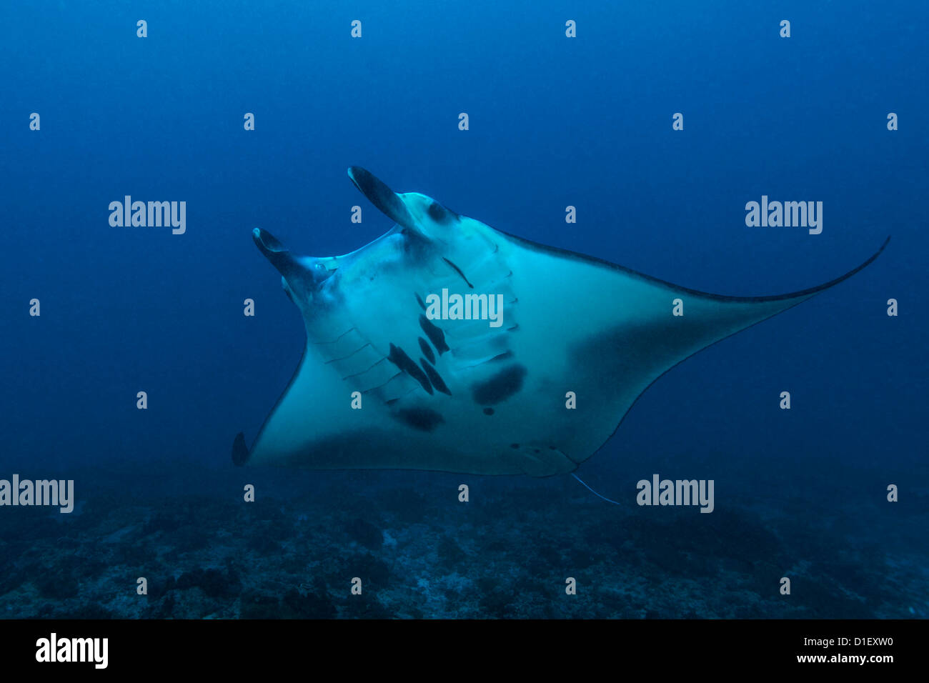 Manta Reef (manta alfredi) plus de récif à Nusa Penida, Bali, Indonésie, l'Océan Indien, l'underwater Banque D'Images