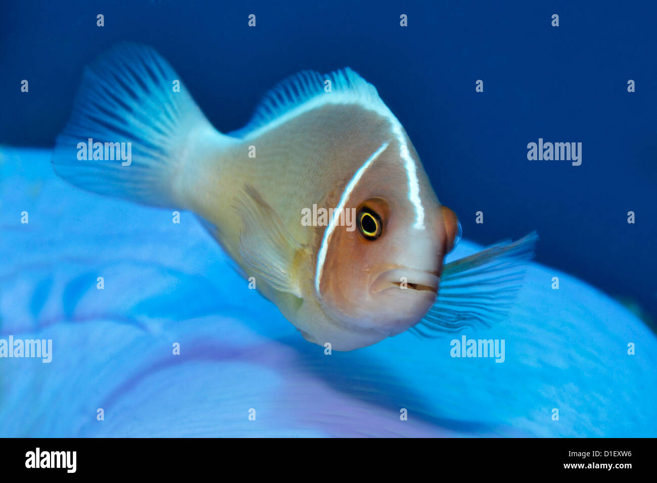 Poisson clown (Amphiprion perideraion rose) sur Tulamben anémone, Bali, Indonésie, l'océan Pacifique, underwater Banque D'Images