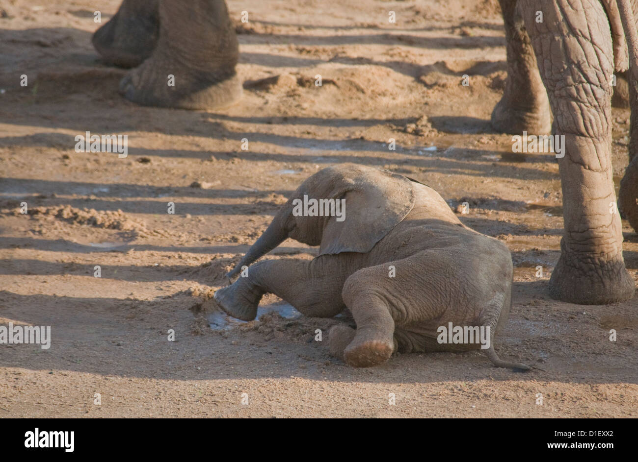Bébé éléphant couché par rive d'Uaso Nyiro Banque D'Images