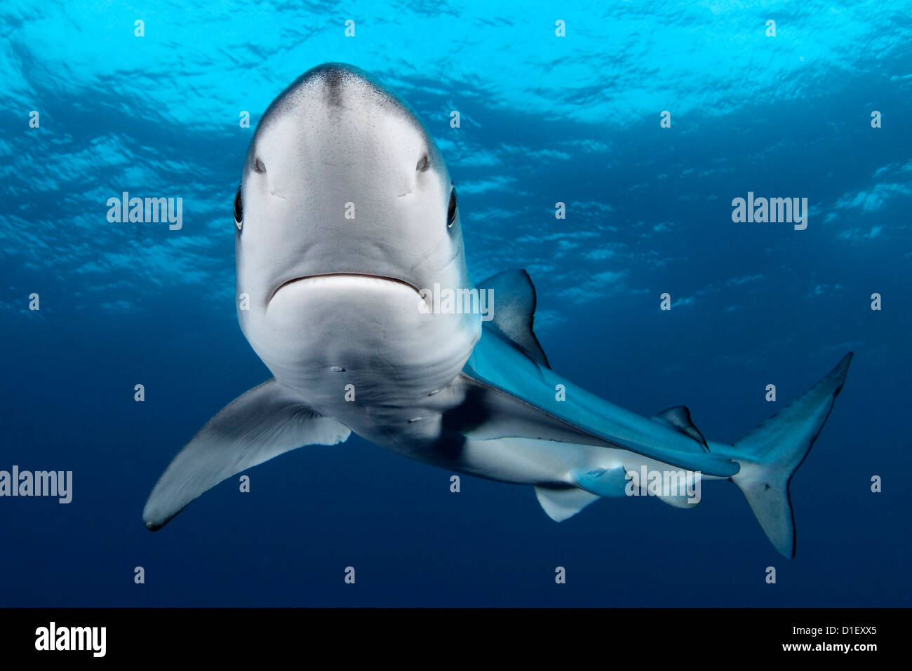 Le requin bleu (Prionace glauca), Cape Point, Cape Town, Afrique du Sud, Océan Atlantique, Océan Indien, underwater Banque D'Images