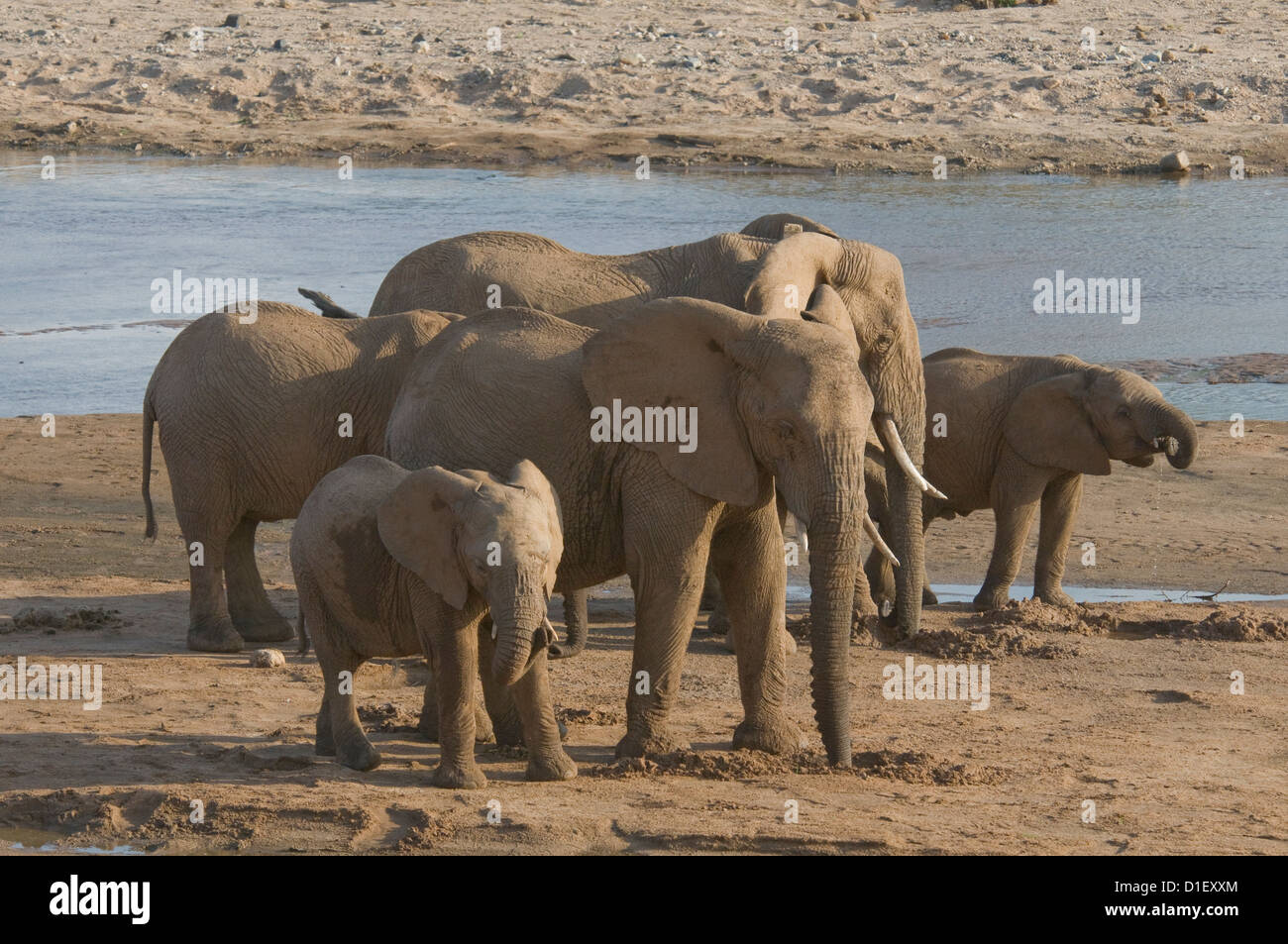 Troupeau d'éléphants avec les jeunes de l'Uaso Nyiro littoral par rivière, ils ont creusé des trous de potable Banque D'Images