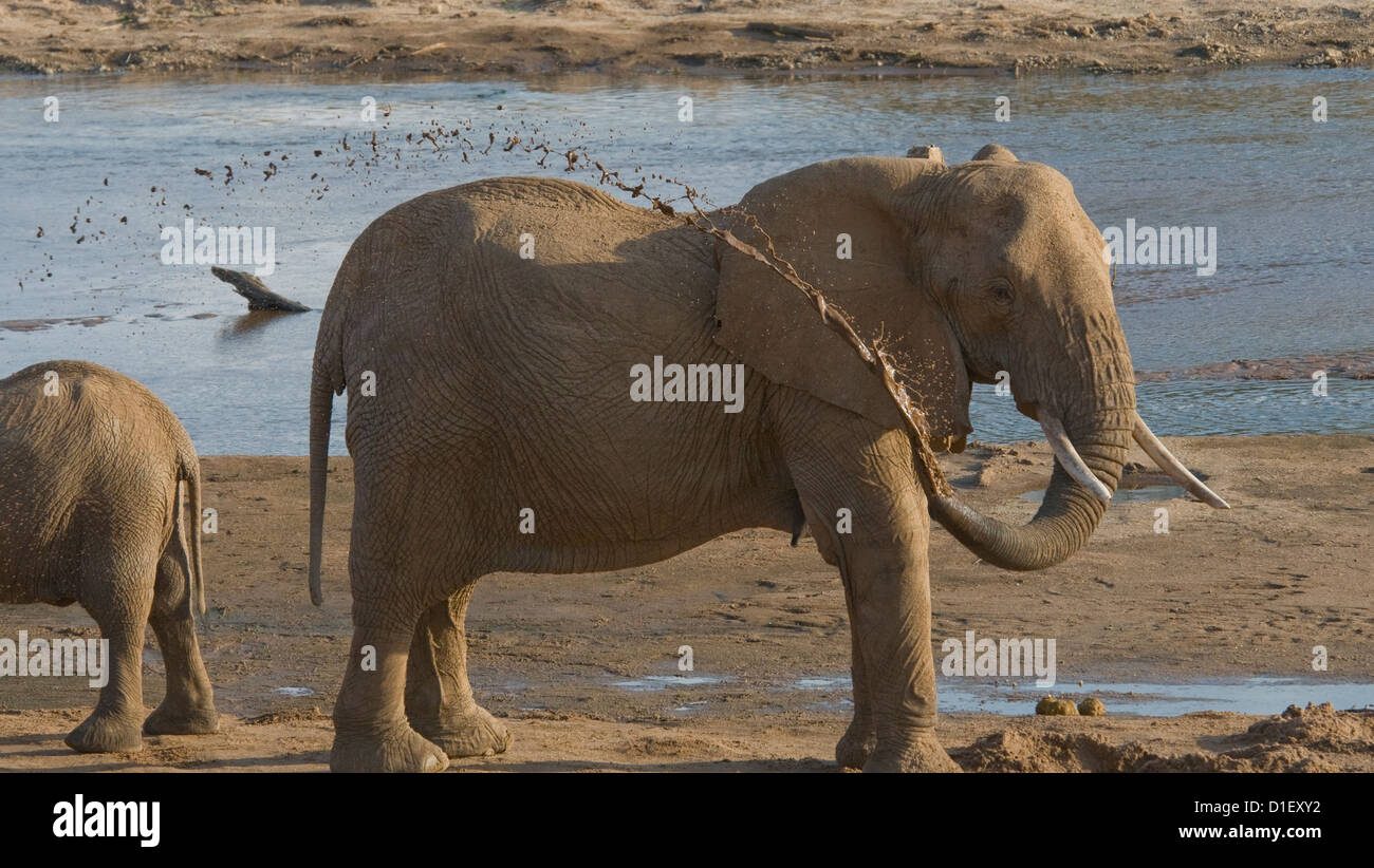 Elephant par rive d'Uaso Nyiro, injectant de l'eau avec trunk Banque D'Images