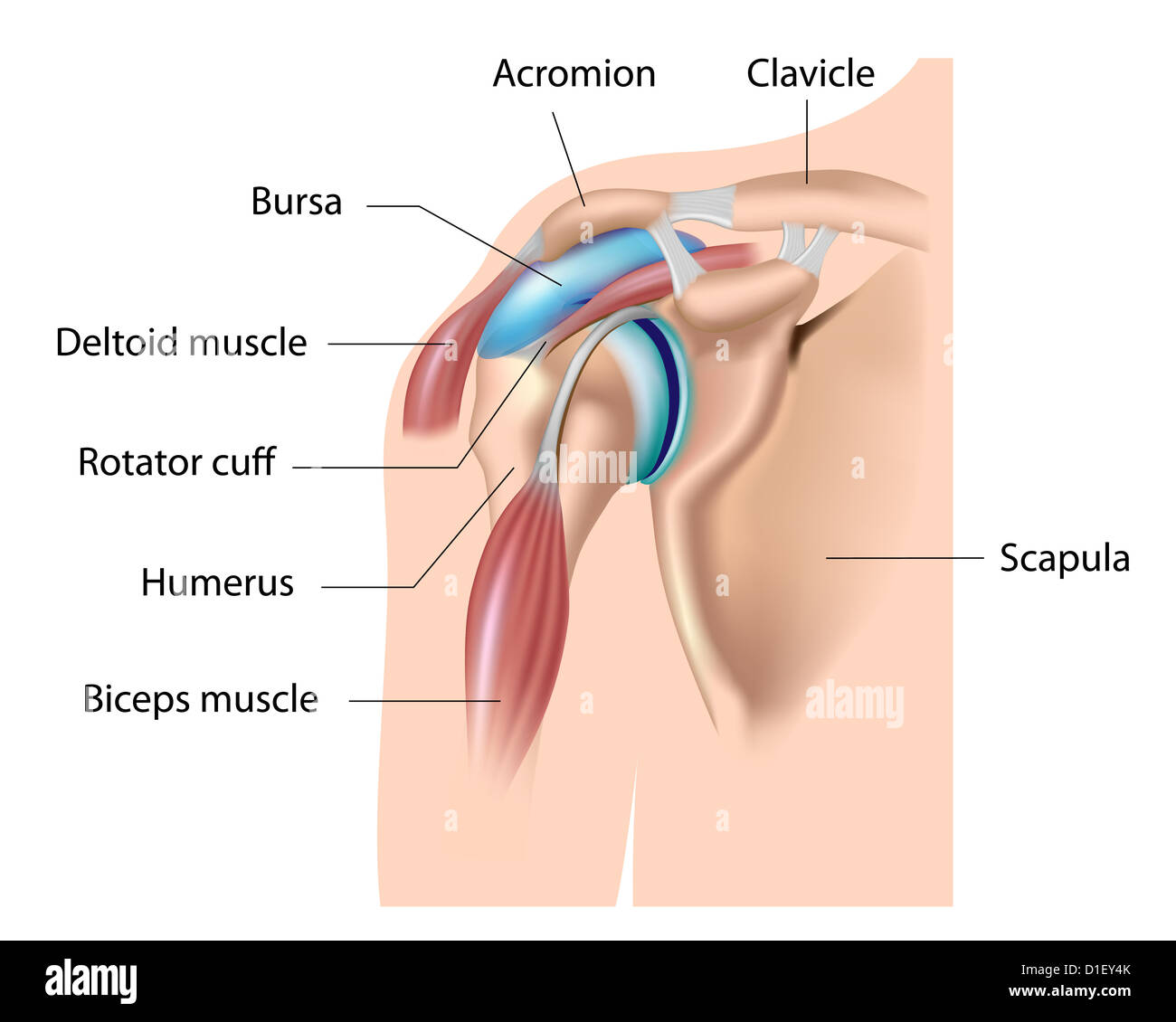 Bursa, bursite de l'épaule Banque D'Images