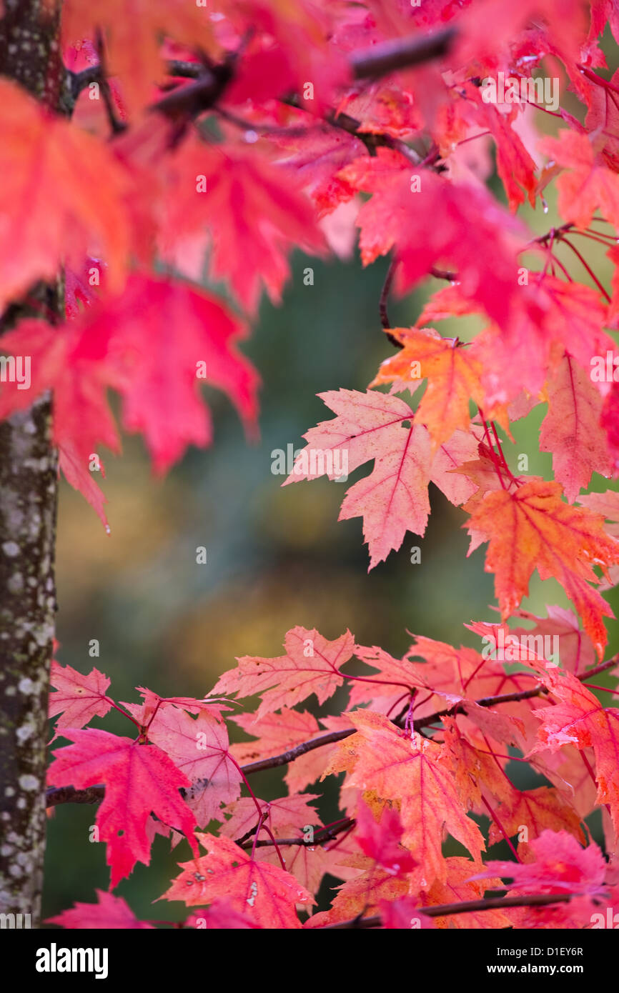 Couleurs d'automne sur un érable à Vancouver, Canada Banque D'Images