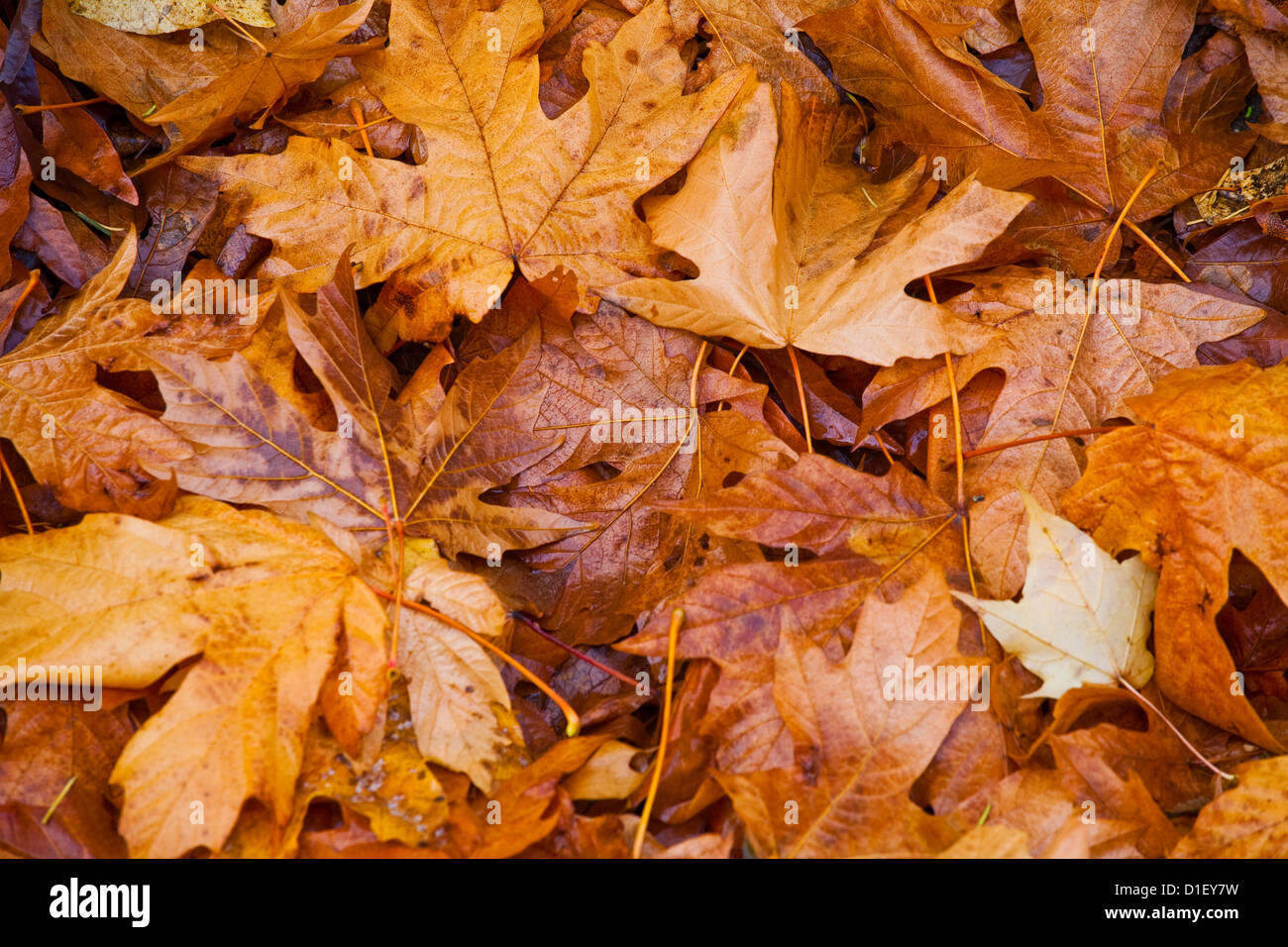 Les feuilles des érables tombées au sol, Vancouver, British Columbia, Canada Banque D'Images
