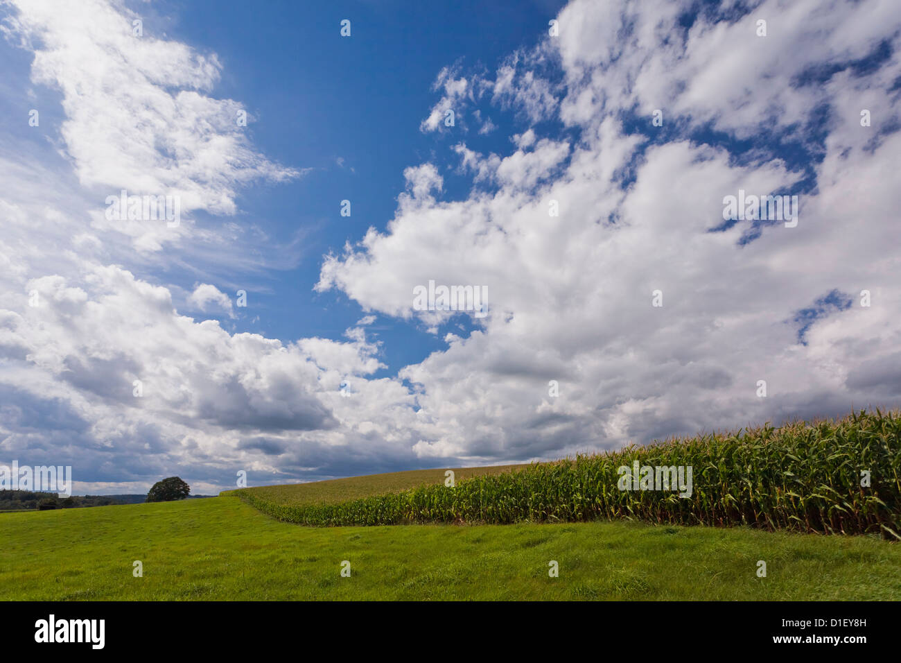Paysage avec champ de maïs, région du Bergisches Land, Allemagne Banque D'Images