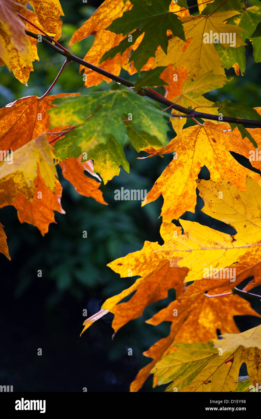 Un tableau de feuilles d'érable dans une variété de couleurs Banque D'Images
