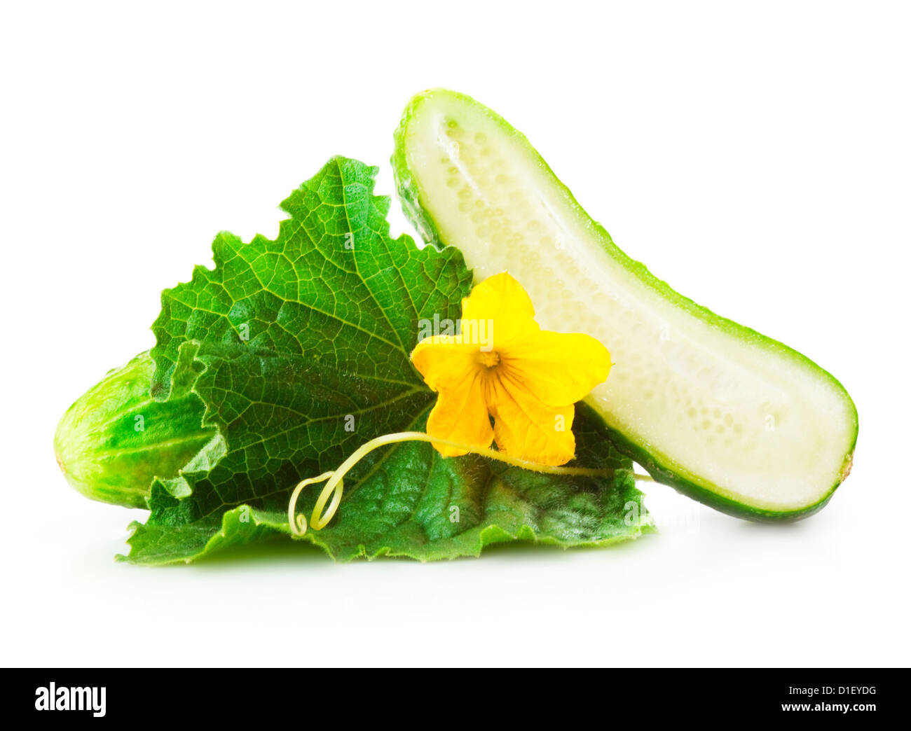 Tas de feuilles fraîches concombres vert et jaune avec des fleurs. Placé sur fond blanc. Close-up Banque D'Images