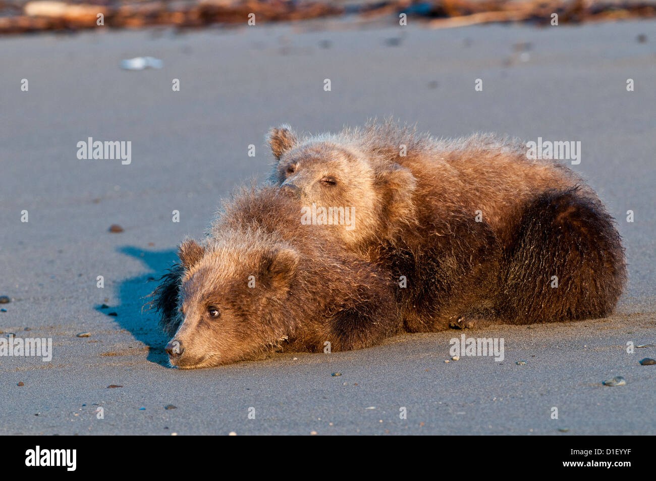 Brown bear cubs sur plage ; Lake Clark National Park, AK Banque D'Images