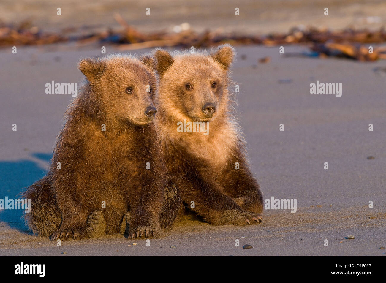 Brown bear cubs sur plage ; Lake Clark National Park, AK Banque D'Images