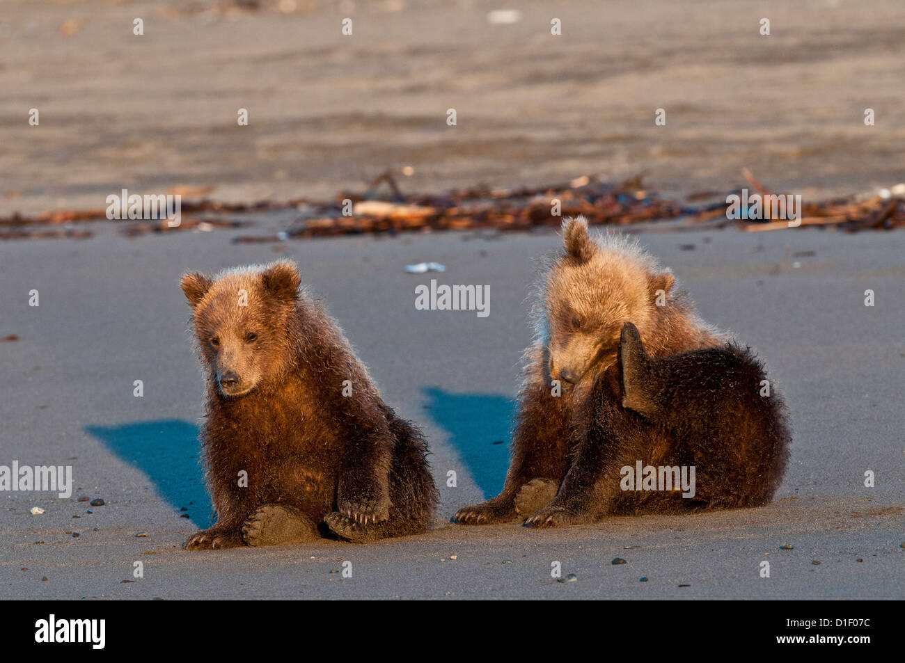Brown bear cubs sur plage ; Lake Clark National Park, AK Banque D'Images