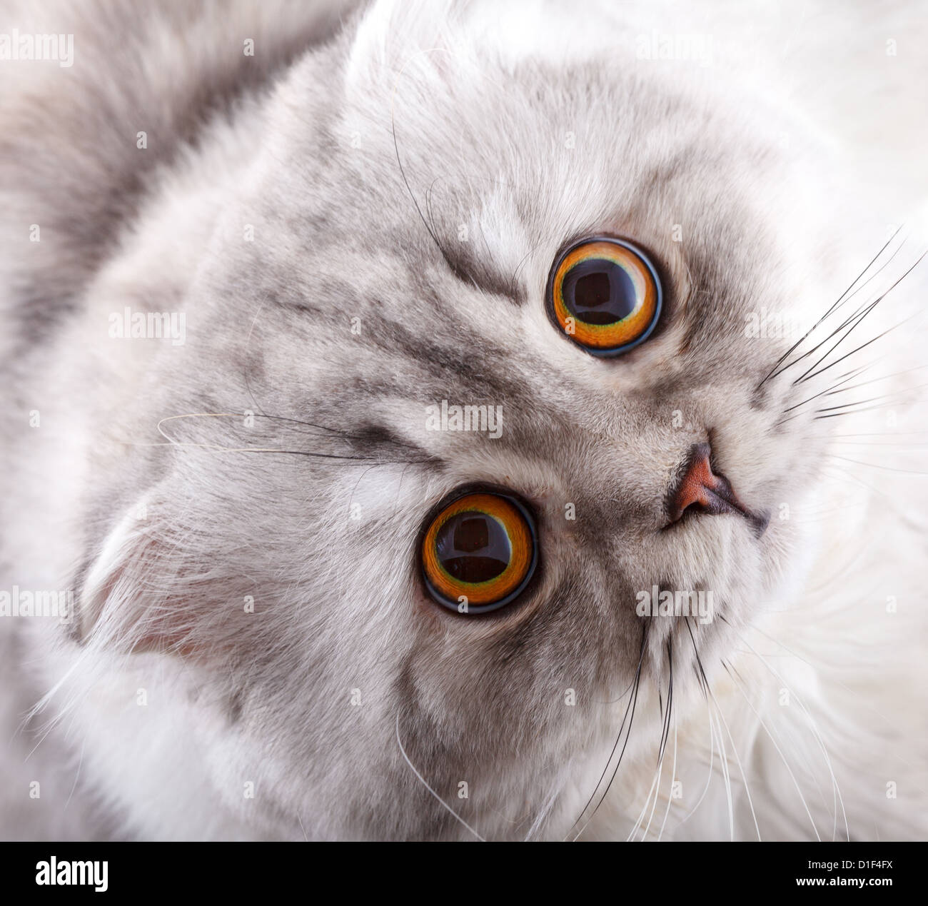 Chat regardant la caméra et Miracle d'attente Banque D'Images