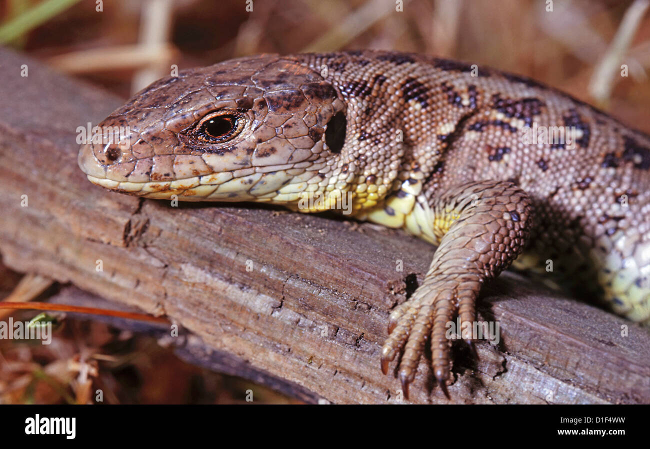 Sand lizard (Lacerta agilis) Banque D'Images