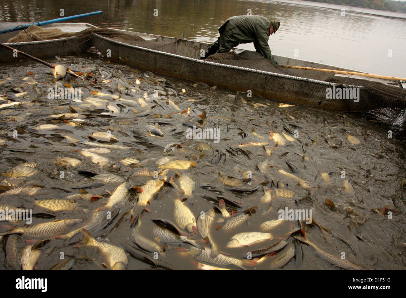 Chasse d'automne de carpes sur l'étang tchèque Rozmberk - plus grand étang en République tchèque, paysage Banque D'Images