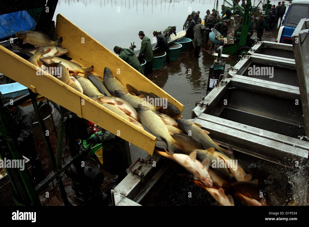 Chasse d'automne de carpes sur l'étang tchèque Rozmberk - plus grand étang en République tchèque, paysage Banque D'Images Chasse d'automne de carpes sur l'étang tchèque Rozmberk - plus grand étang en République tchèque, paysage Banque D'Images